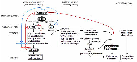 Controlul hormonal al ciclului menstrual